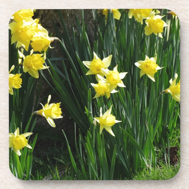 Posavasos Spring Daffodils (Frente)