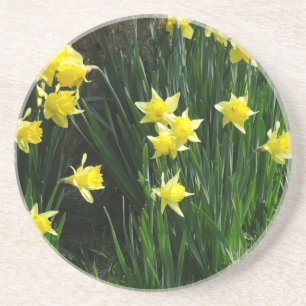 Posavasos Spring Daffodils