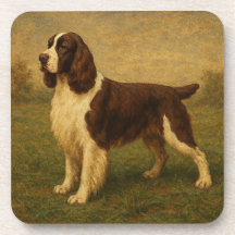Springer Spaniel Inglés
