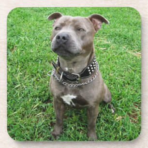 Posavasos Staffordshire Bull Terrier Sentado A La Atención,