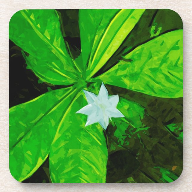 Posavasos Star Flower a White Wildflower Resumen (Frente)