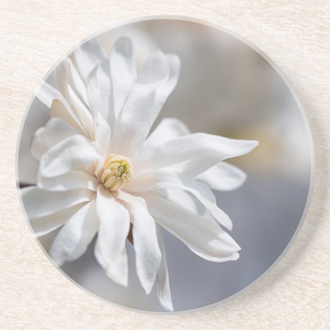 Posavasos Star Magnolia Bloom (Frente)