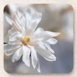Posavasos Star Magnolia Bloom