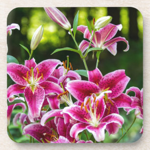Posavasos Stargazer Lilies