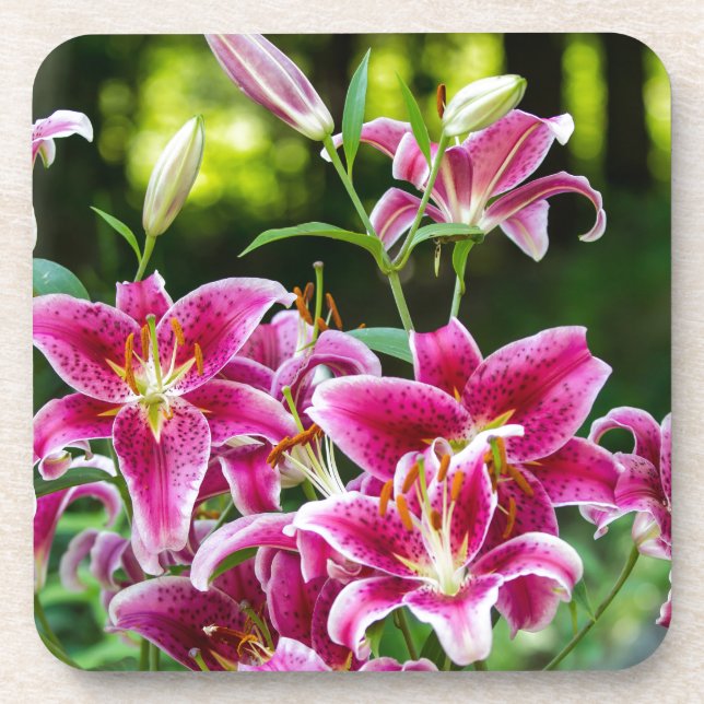 Posavasos Stargazer Lilies (Frente)