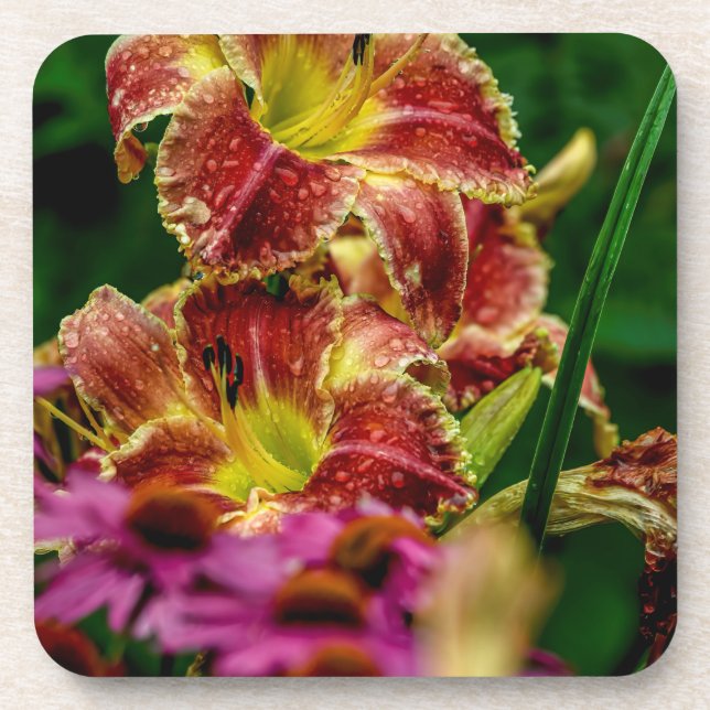 Posavasos "Startle" Daylily (Frente)