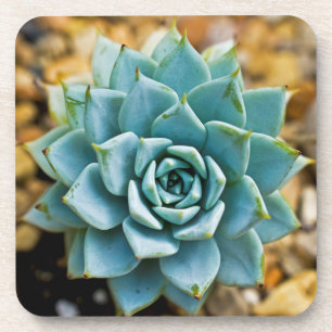 Posavasos Succulent