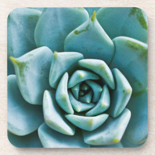 Posavasos Succulent Closeup