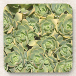 Posavasos Suculentas