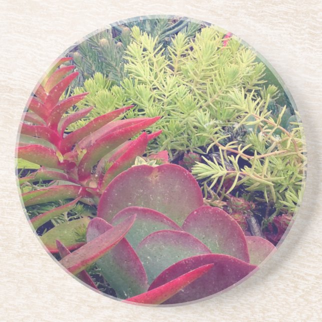 Posavasos Suculentas plantas (Frente)