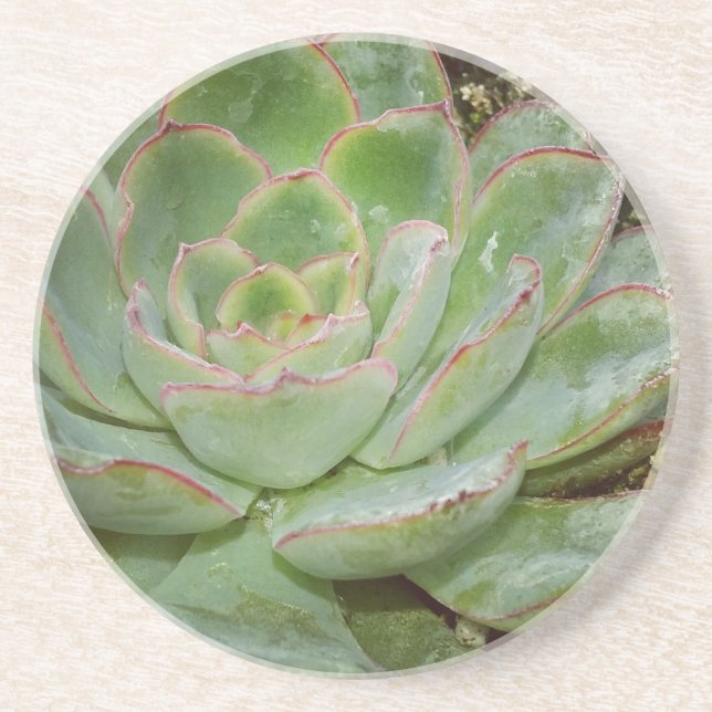 Posavasos Suculento, Hen y Chicks (Frente)