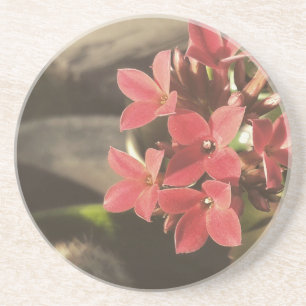 Posavasos Suculentos florecientes en mi jardín
