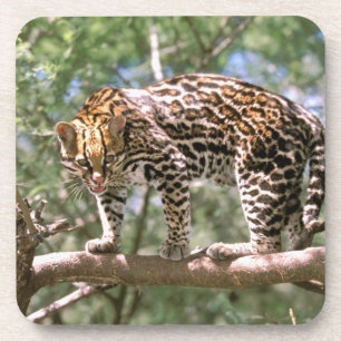 Posavasos Sudamérica, Ecuador, Amazonía. Ocelot