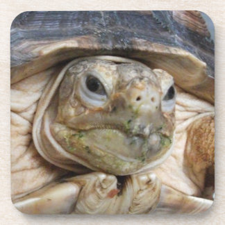 Posavasos Sulcata Tortoise Face Close-up Bebida