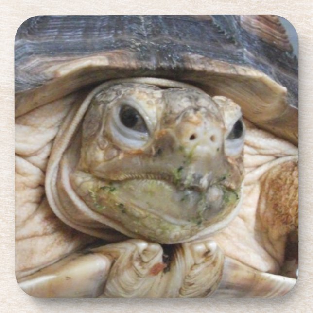 Posavasos Sulcata Tortoise Face Close-up Bebida (Frente)
