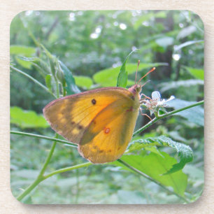Posavasos Sulpher Butterfly