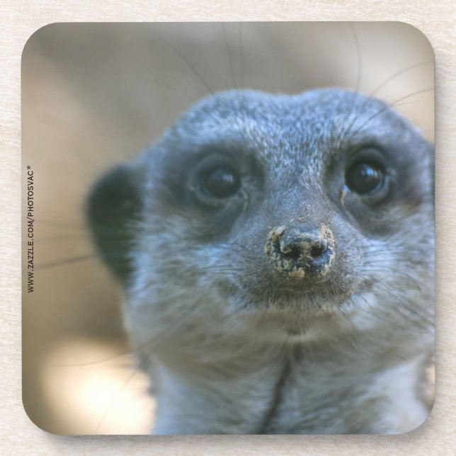 Posavasos Suricata divertida (Frente)