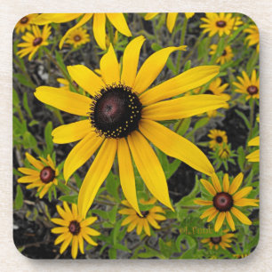 Posavasos Susans observado negro