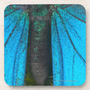 Posavasos Swallowtail azul de la montaña (Papilio Ulises)