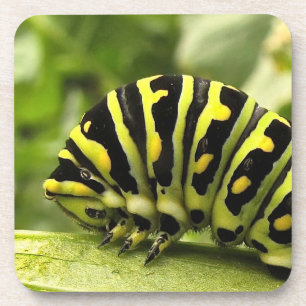 Posavasos Swallowtail negro Caterpillar