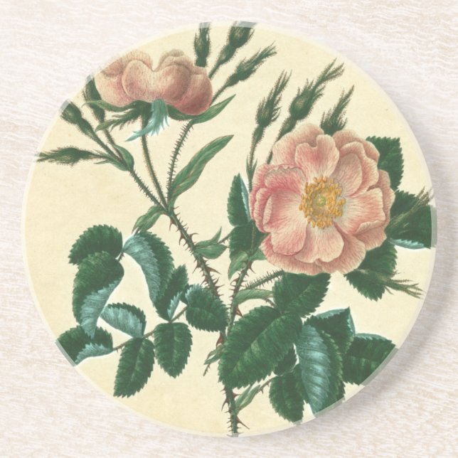 Posavasos Sweet Briar Rosa (Frente)
