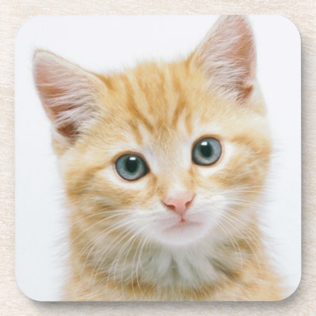 Posavasos Tabby del naranja dulce (Frente)