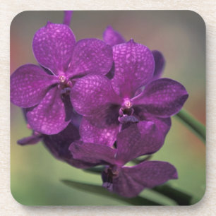 Posavasos Tailandia, norte de Tailandia, cerca de Chang Mai,