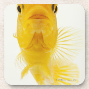 Posavasos También conocido como goldfish Cometa-atado.