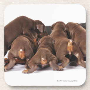 Posavasos También Doberman Pincher. Perro nacional mediano