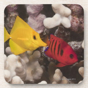 Posavasos Tang amarillo