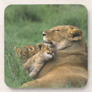 Posavasos Tanzania, cráter de Ngorongoro. Madre de león afri