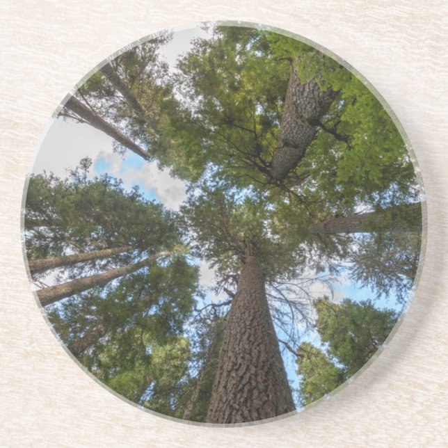 Posavasos Tapa de árbol Douglas Fir (Frente)