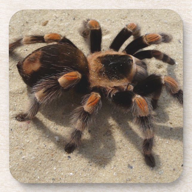 Posavasos Tarantula brachypelma rodilla roja venenosa (Frente)
