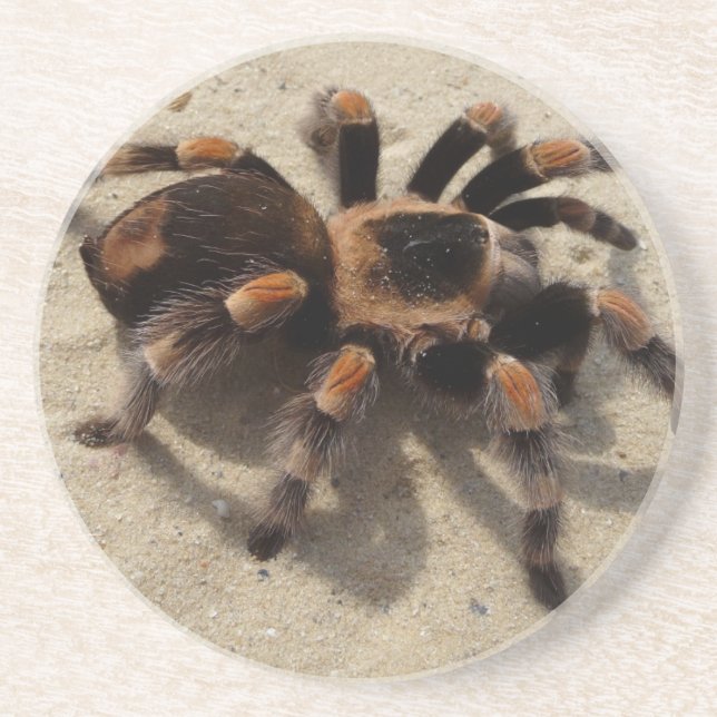 Posavasos Tarantula brachypelma rodilla roja venenosa (Frente)