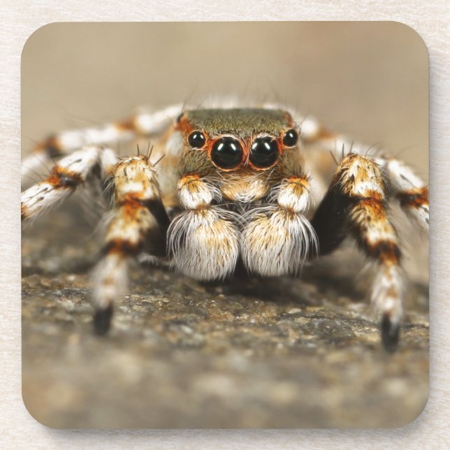Posavasos Tarantula Jumping Bird Spider awesome accessories (Frente)