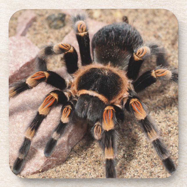 Posavasos Tarantula Spider (Frente)