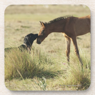 Posavasos Tarifa, Cádiz, Andalucía, España 2