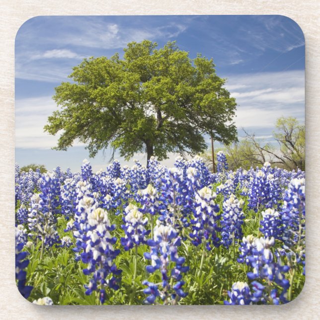 Posavasos Tejas bluebonnets (lupinus texensis) y roble (Frente)