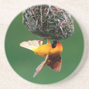 Posavasos Tejedor Africano Enmascarado (Ploceus Velatus)