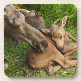 Posavasos Tender Mother Moose