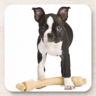 Posavasos Terrier de Boston que guarda el hueso twisty