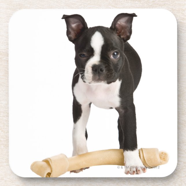 Posavasos Terrier de Boston que guarda el hueso twisty (Frente)