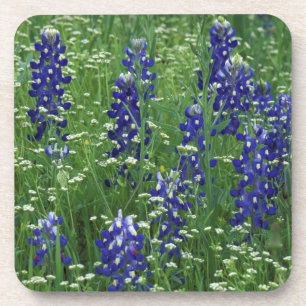 Posavasos Texas, Lago Buchanan. Texas Bluebonnet y silvestre