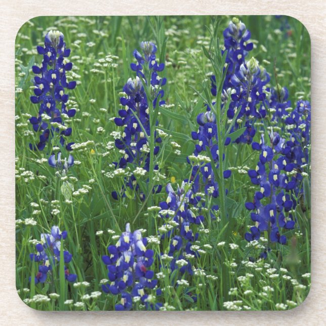 Posavasos Texas, Lago Buchanan. Texas Bluebonnet y Wild (Frente)