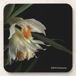 Posavasos Thunia Marshalliana