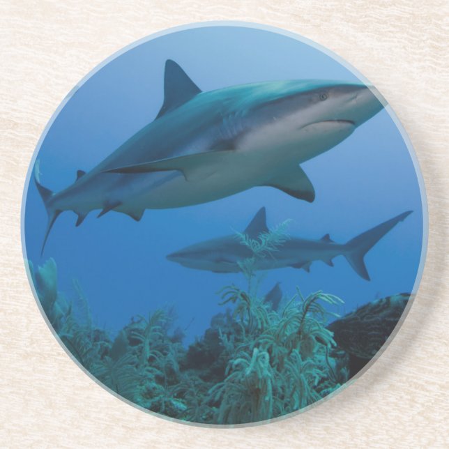 Posavasos Tiburón arrecife caribeño Jardines de la Reina (Frente)