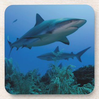 Posavasos Tiburón arrecife caribeño Jardines de la Reina
