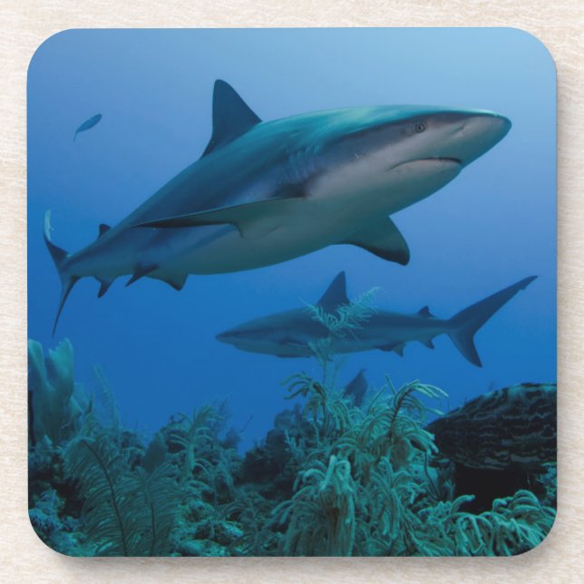 Posavasos Tiburón arrecife caribeño Jardines de la Reina (Frente)