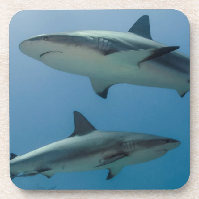 Posavasos Tiburón de arrecife del Caribe (Frente)