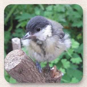 Posavasos Tidi my Bird the Parus Major
